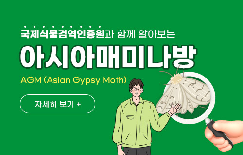 국제식물검역인증원과 함께 알아보는 아시아매미나방안내
AGM(Asian Gypsy Moth) 자세히보기